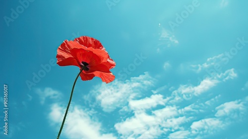 red poppy flower against blue sky High quality photo photo