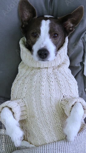 Vertical video cute dog in white knitted sweater lying on back on large bed. Funny pose and cute outfit touching. Cute pet, sprawled on bed, shows off his cozy sweater. Adorable scene home relaxation