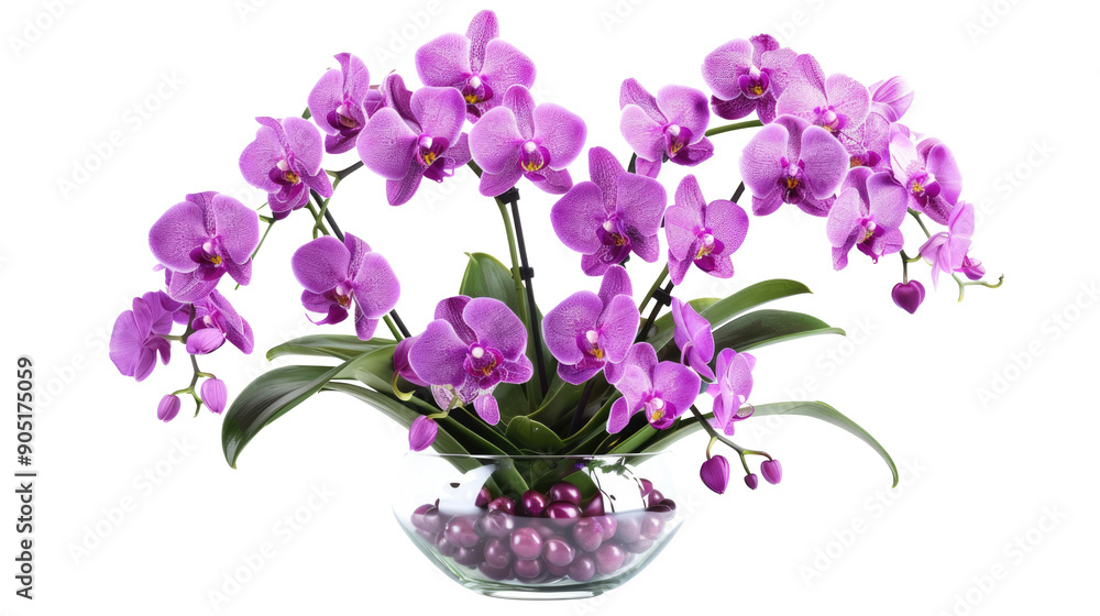 Beautiful flowers composition. Bouquet of pink orchids in vase on transparent background. Concept Valentines Day, Happy Women's Day, March 8 Beautiful flowers composition. Bouquet of pink orchids in vase on transparent background. Concept Valentines Day, Happy Women's Day, March 8