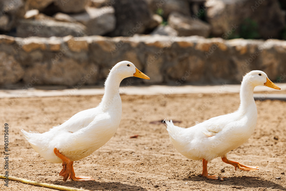 Ducks gently stroll on warm sandy soil beneath the sun at a tranquil Russian farm. Ducks gently stroll on warm sandy soil beneath the sun at a tranquil Russian farm.