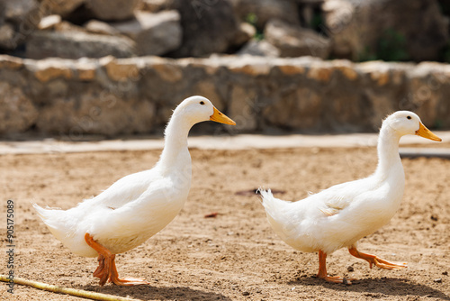 Ducks gently stroll on warm sandy soil beneath the sun at a tranquil Russian farm.