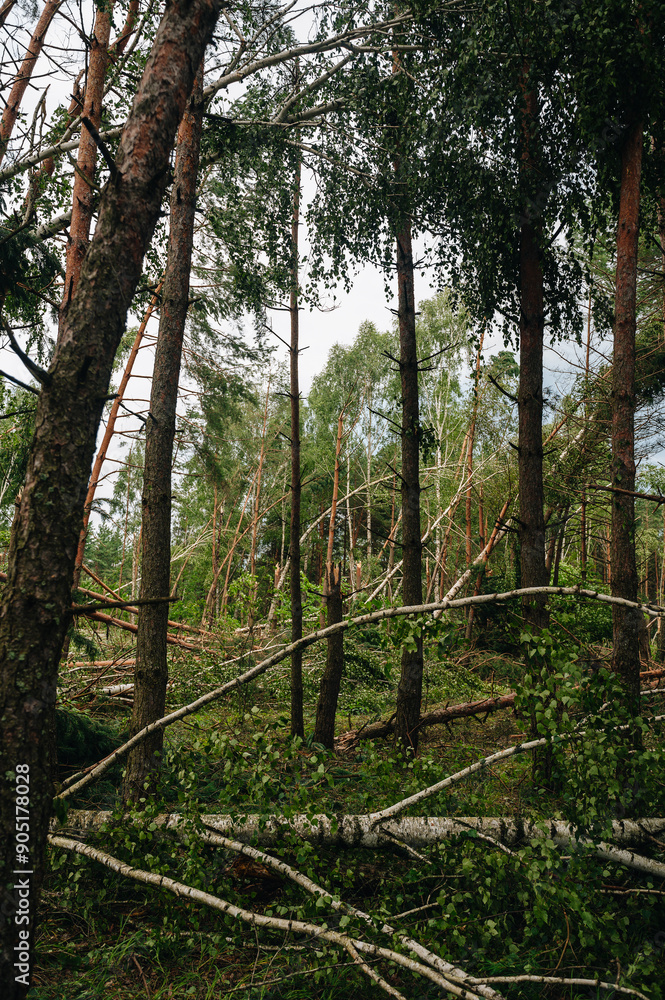 Windfall in forest. Storm damage. Fallen trees in coniferous forest after strong hurricane wind Windfall in forest. Storm damage. Fallen trees in coniferous forest after strong hurricane wind