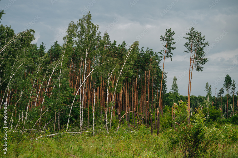 forest after hurricane, broken trees after the disaster forest after hurricane, broken trees after the disaster
