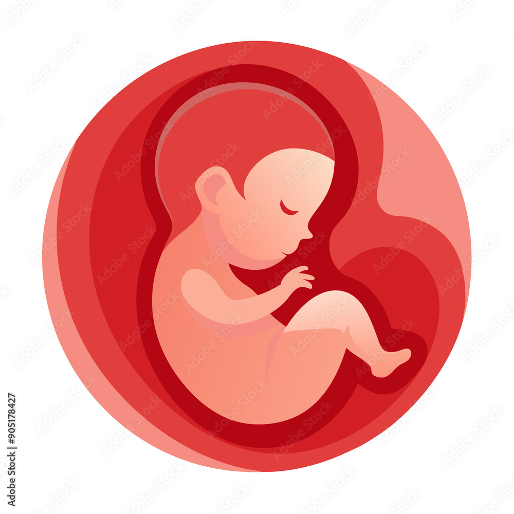 A fetus is depicted curled up inside the womb, portrayed with shades of red and pink A fetus is depicted curled up inside the womb, portrayed with shades of red and pink