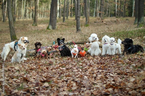 Photography A pack of 13 friendly dogs posing together at autumn forest