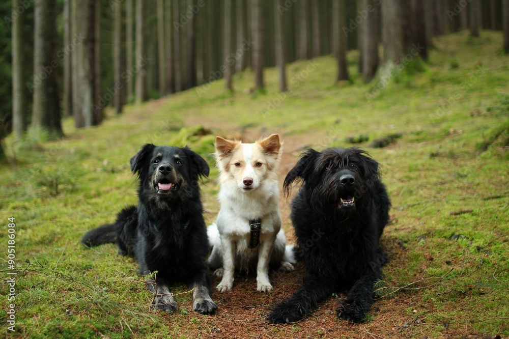 A pack of three adopted friendly dogs posing together at forest A pack of three adopted friendly dogs posing together at forest