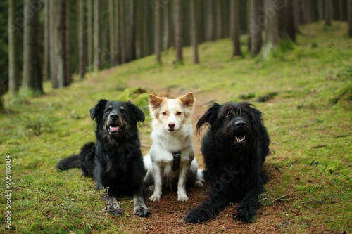 Photography A pack of three adopted friendly dogs posing together at forest