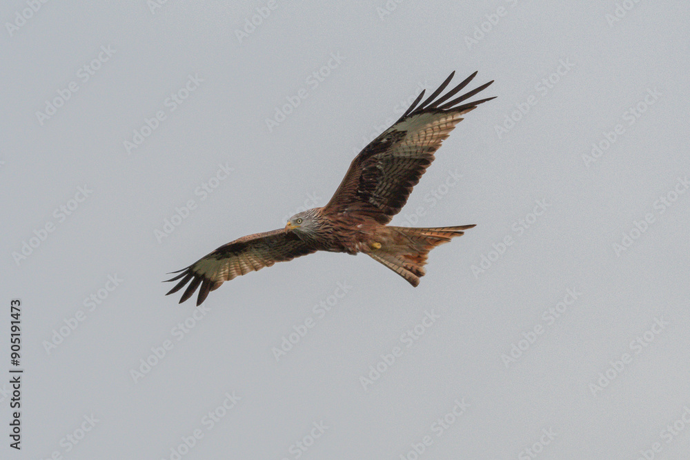 Obraz premium Rotmilan