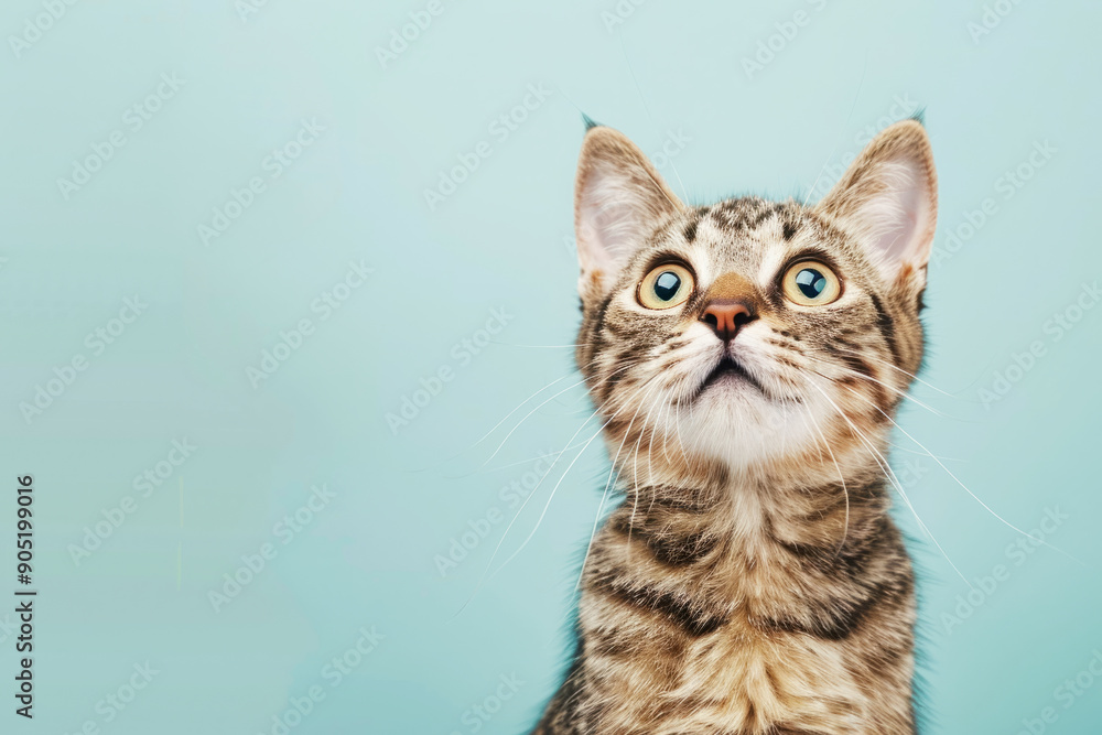 Curious tabby cat looking up on blue background. Portrait of funny pet with copy space Curious tabby cat looking up on blue background. Portrait of funny pet with copy space