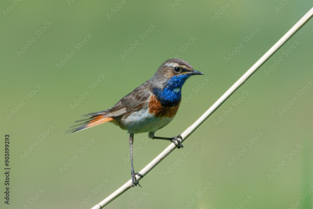 Fototapeta premium Blaukehlchen