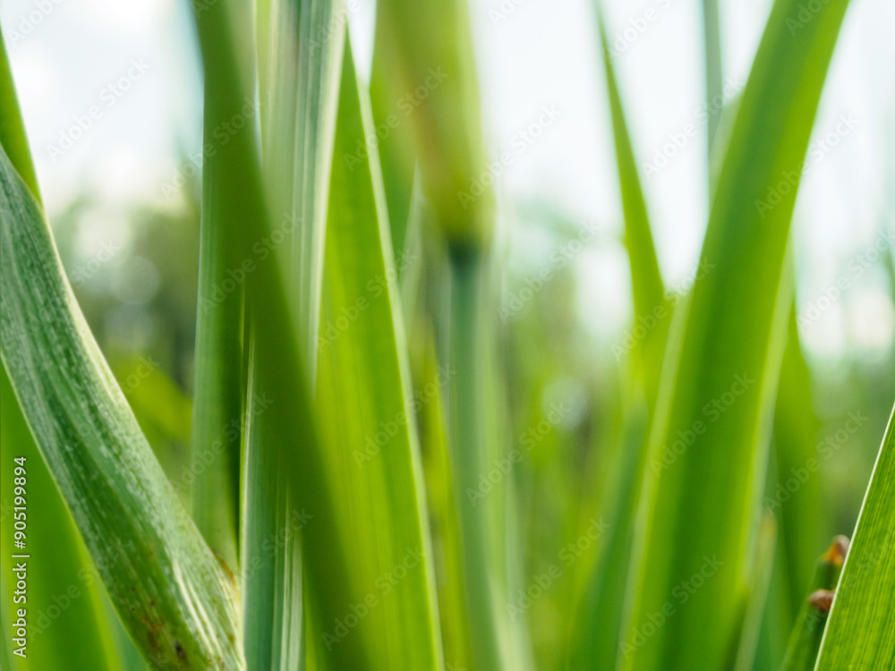 Green sprout on a natural background, illuminated by sunlight. Symbol of growth, life and ecological harmony Green sprout on a natural background, illuminated by sunlight. Symbol of growth, life and ecological harmony