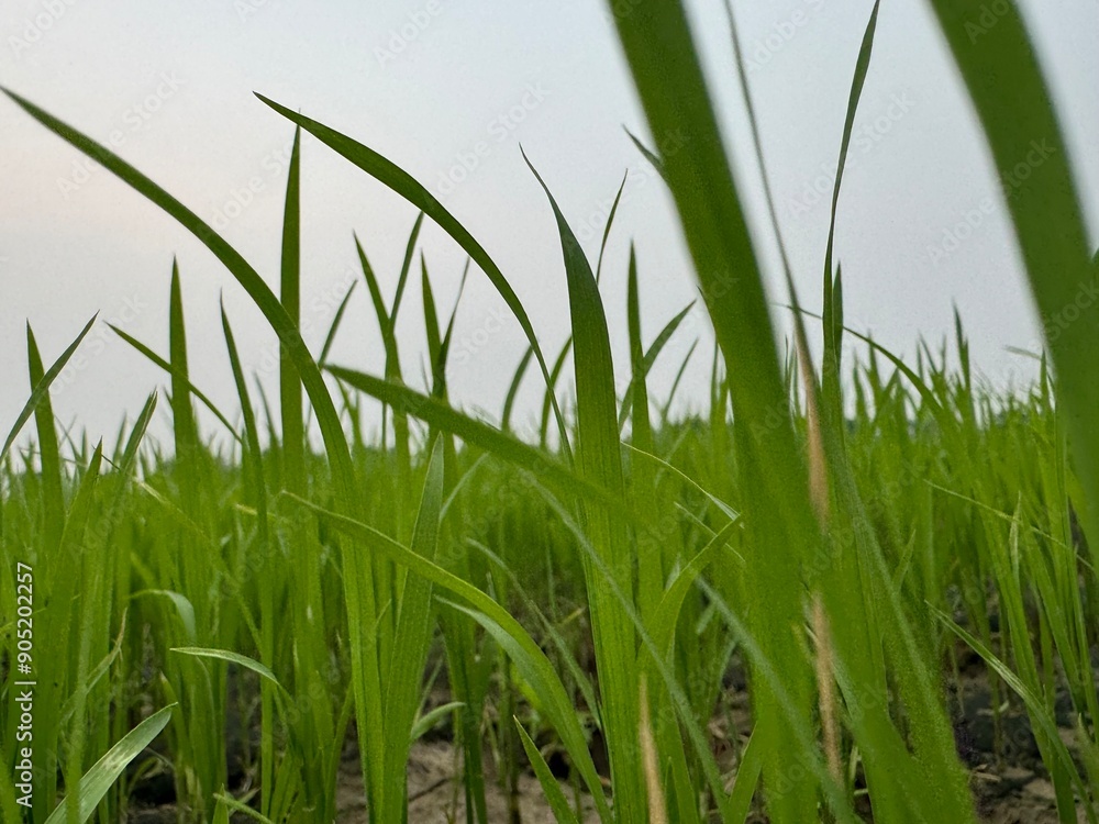 Obraz premium Grass