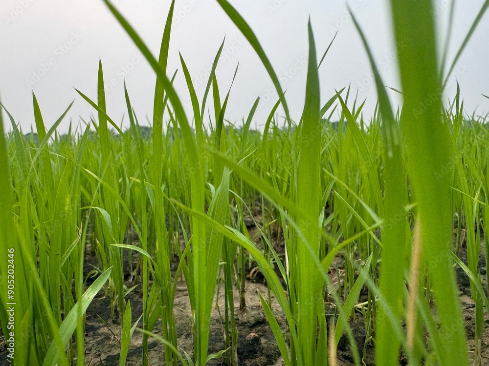 Obraz premium grass
