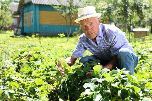 Senior man cares strawberry sprouts in the garden