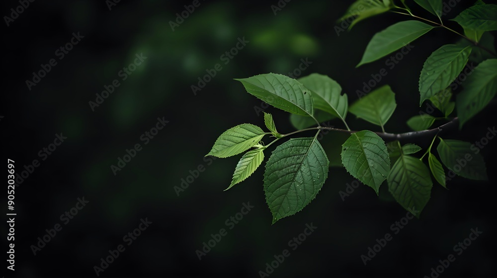 A leafy branch with green leaves is shown in a dark background. Concept of tranquility and calmness, as the leaves are still and peaceful A leafy branch with green leaves is shown in a dark background. Concept of tranquility and calmness, as the leaves are still and peaceful