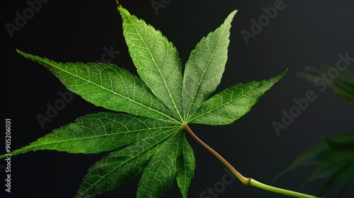 Japanese maple s green leaf photo