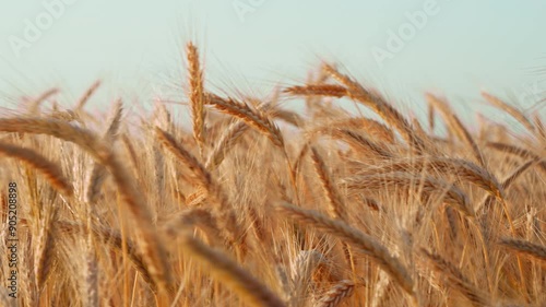 wheat agricultural field panorama slide. golden spikelets ear of wheat field close up move slow motion from light breeze against bright blue sky in summer. nature. lens flares. agro farm
