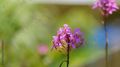  Serene Beauty of Epidendrum secundum Orchids Swaying Gently in the Breeze - High-Resolution Stock Footage. photo