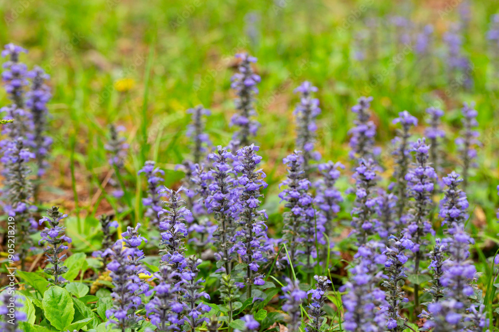 Obraz premium close up shot of blue flowers of Ajuga reptans Atropurpurea in spring