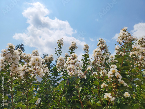 blooming branches of the white crape myrtle (Lagerstroemia tomentosa) shrub in summertime photo