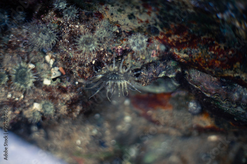 Obraz na plátně marine biota that lives on corals