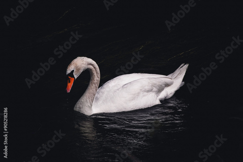 Cygne photo