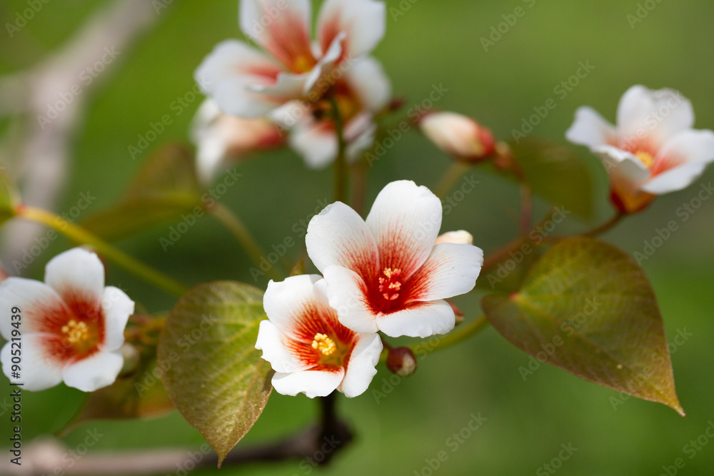 Close-up white Tung tree flower blooms. Aleurites Fordii Airy Shaw or Vernicia fordii, usually known as the tung or tung oil tree in spring. Delightful white-orange inflorescences on a blurred Close-up white Tung tree flower blooms. Aleurites Fordii Airy Shaw or Vernicia fordii, usually known as the tung or tung oil tree in spring. Delightful white-orange inflorescences on a blurred