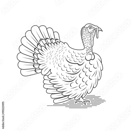 turkey, is a large bird in the genus meleagris.