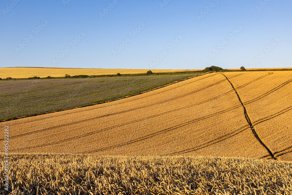 Fototapeta premium A blue sky over a South Downs hillside with cereal crops ripening under the summer sunshine