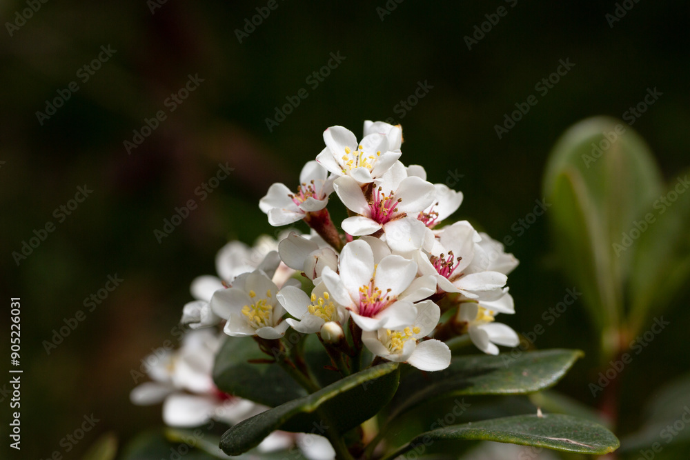 Rhaphiolepis umbellata blooms in the garden in spring. Amazing white flowers with colorful yellow and red stamens. Rhaphiolepis umbellata blooms in the garden in spring. Amazing white flowers with colorful yellow and red stamens.