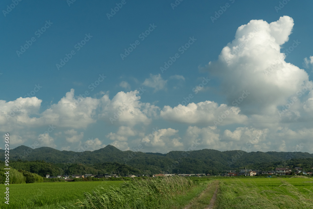 Fototapeta premium 夏の里山