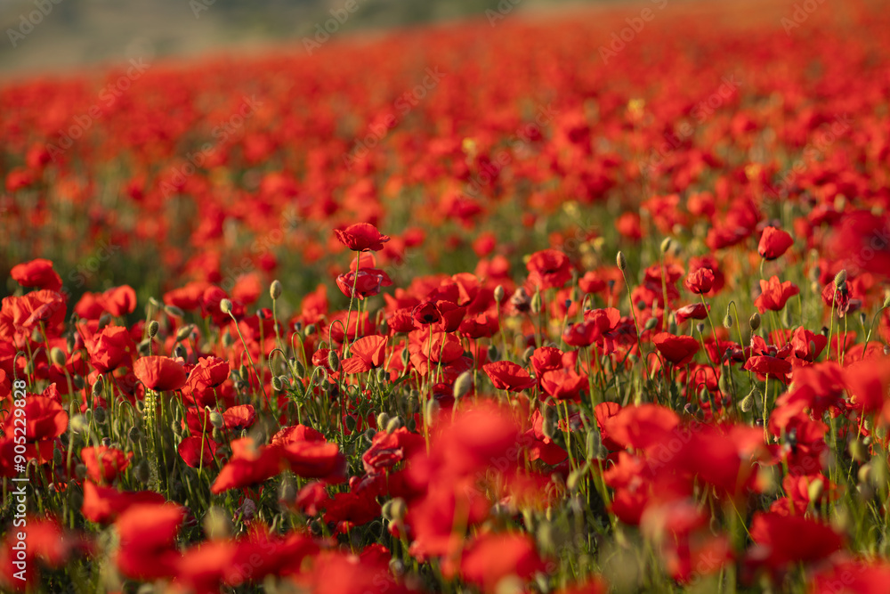 Poppies Field Flowers Blooming Red - A beautiful view of a field of poppies in full bloom. Poppies Field Flowers Blooming Red - A beautiful view of a field of poppies in full bloom.