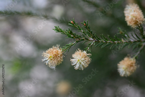 native yellow flowers on a Melaleucas plant in the bush in garden photo