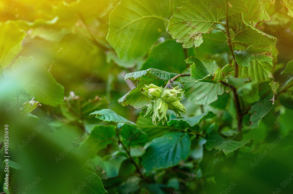Young unripe hazelnuts on branches. Hazelnut harvest. Young unripe hazelnuts on branches. Hazelnut harvest.