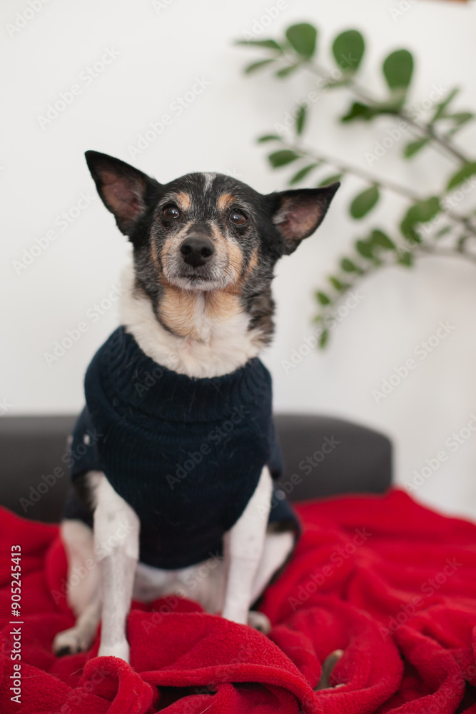 old mixed breed adopted dog in christmas sweater at home sleeping on red blanket old mixed breed adopted dog in christmas sweater at home sleeping on red blanket