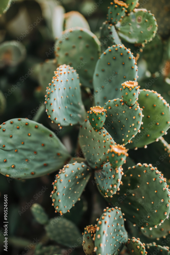 Prickly pear cactus plant Prickly pear cactus plant