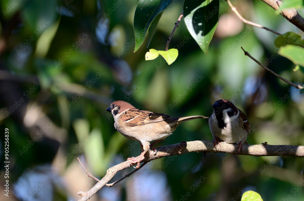 Obraz premium スズメ