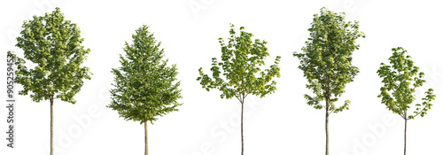 Set of various street summer trees (tilia, linden, platanus, maple) medium and small isolated png on a transparent background perfectly cutout
 photo