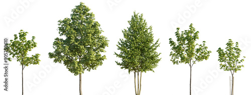 Street summer trees (tilia, linden, platanus, maple) medium and small isolated png on a transparent background perfectly cutout photo