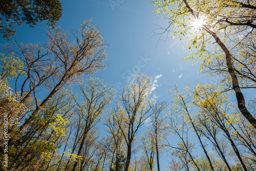 A morning sunstar is created from the overhead  tress in May within the north woods of Wisconsin in Vilas County photo