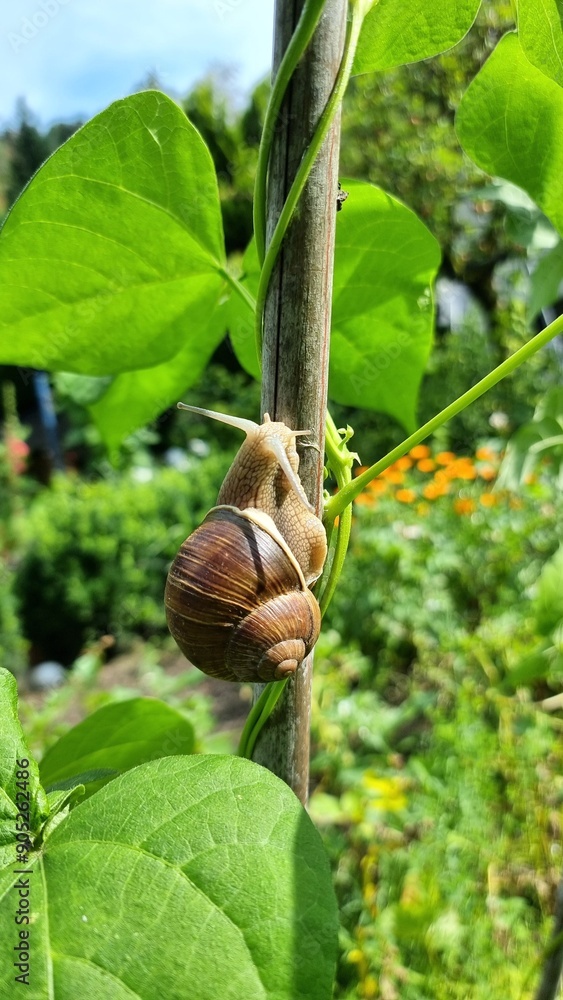 Vineyard snail on the beanstalk Vineyard snail on the beanstalk