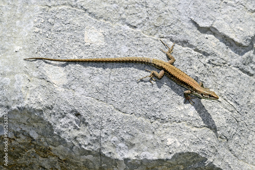 Mauereidechse // Common wall lizard (Podarcis muralis) - Prevoj Orjen Sedlo, Montenegro photo