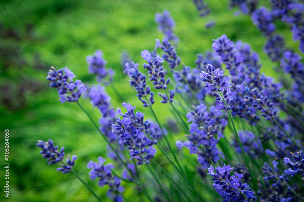 close up shot of lavender flowers summer garden Floral Pattern for Nature-Themed Decoration, blue Blooms for Garden-Inspired Wallpaper or Desktop Background close up shot of lavender flowers summer garden Floral Pattern for Nature-Themed Decoration, blue Blooms for Garden-Inspired Wallpaper or Desktop Background