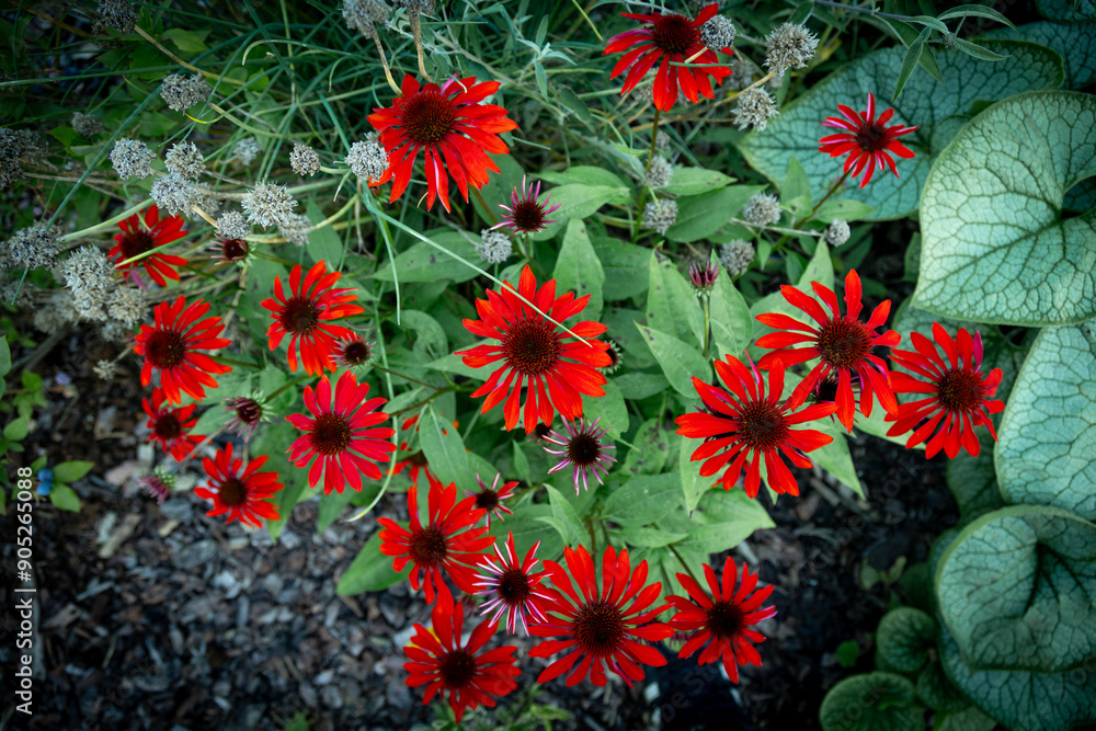 purple coneflower Echinacea purpurea amazing red flower in summer garden, Garden-Inspired Wallpaper or Desktop Background purple coneflower Echinacea purpurea amazing red flower in summer garden, Garden-Inspired Wallpaper or Desktop Background