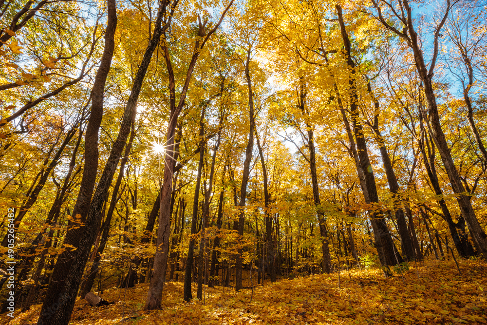 Fototapeta premium Looking into the sunstar maple tree canopy on a sunny October morning, within the Pike Lake Unit, Kettle Moraine State Forest, Hartford, Wisconsin