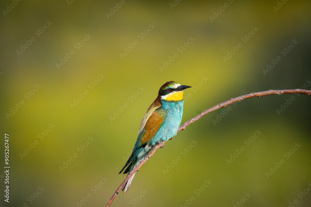 European bee-eater sits on the long thin branch and looks toward the camera lens with an olive green background with copyspace on a sunny summer evening. European bee-eater sits on the long thin branch and looks toward the camera lens with an olive green background with copyspace on a sunny summer evening.