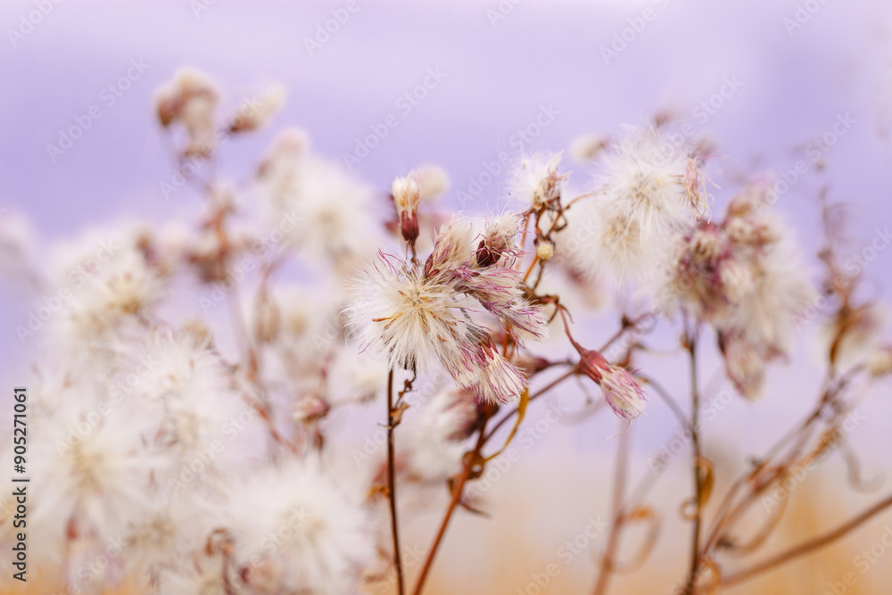 Monochrome nature patterns of fluffy seeds of wildflowers, natural texture background, autumn season. Close-up dry grass blue beige gradient color, natural botanical background, soft toned Monochrome nature patterns of fluffy seeds of wildflowers, natural texture background, autumn season. Close-up dry grass blue beige gradient color, natural botanical background, soft toned