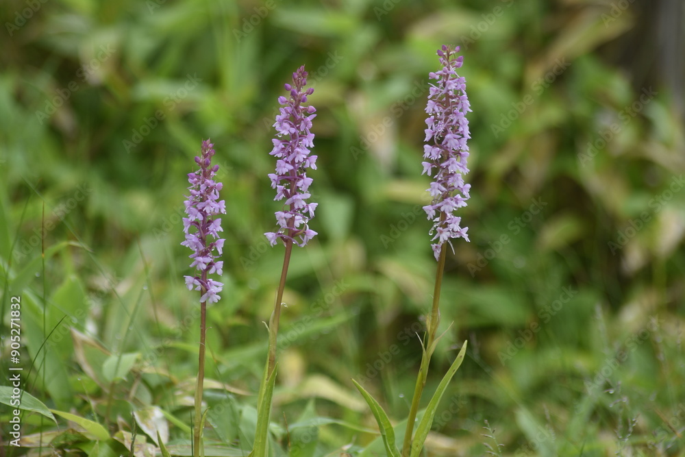 Obraz premium 涼し気に咲くテガタチドリ