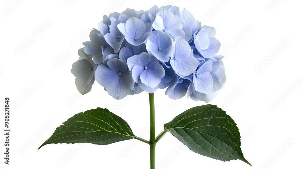 one single light blue hydrangea flower on white background one single light blue hydrangea flower on white background