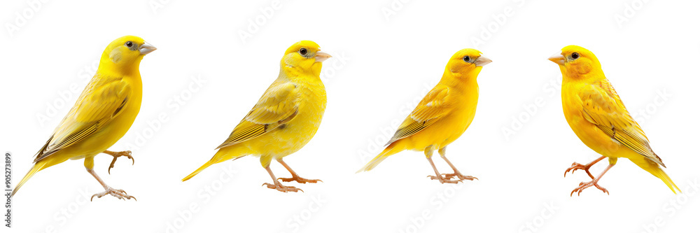 Set of canary bird isolated on transparent png background Set of canary bird isolated on transparent png background
